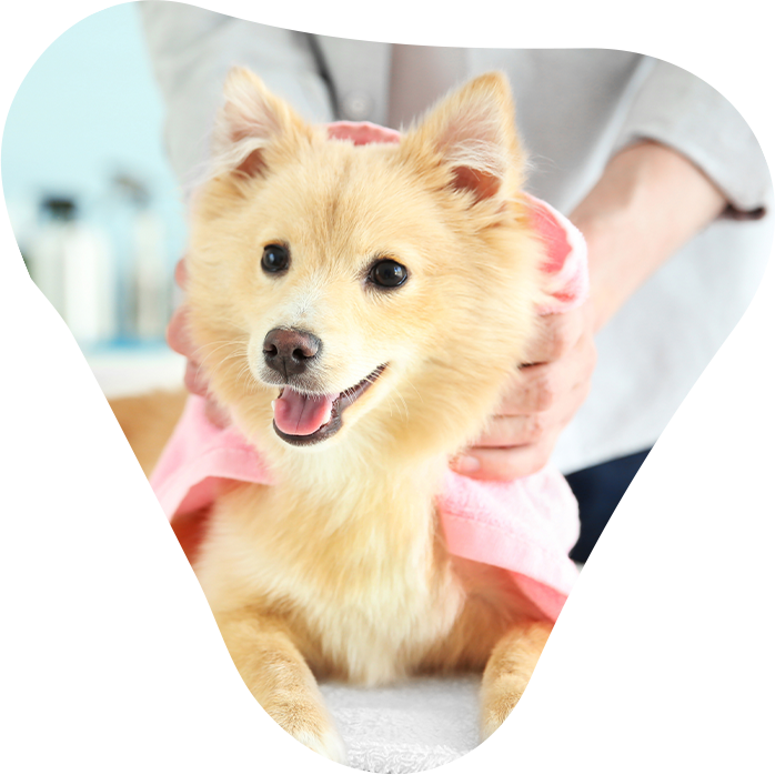 How To Start A Mobile Pet Grooming Business?